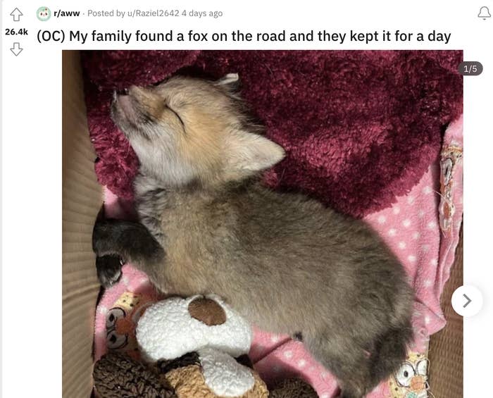 a baby fox sleeping on top of blankets and stuffed animal toys