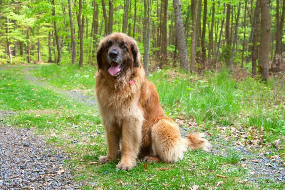 brown dog breeds leonberger