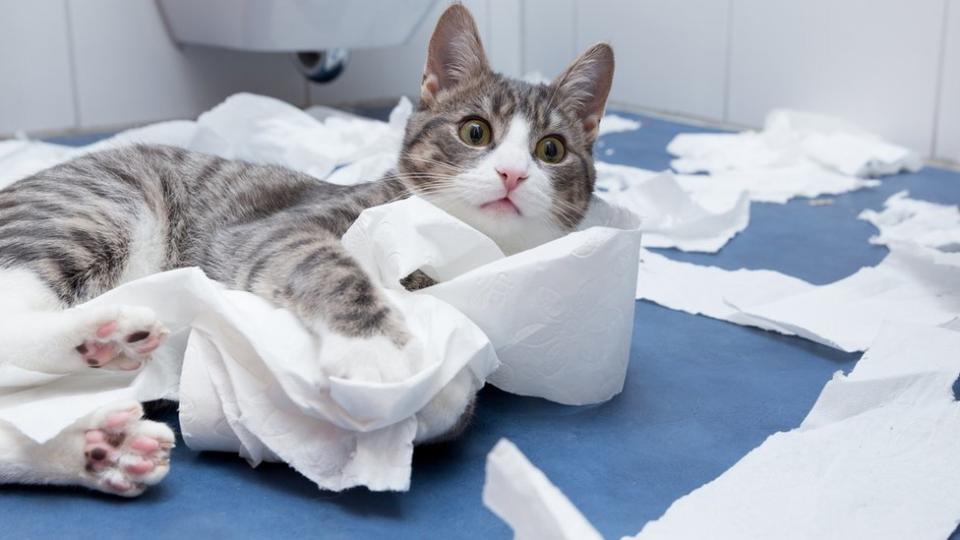 Gato con papel higiénico.