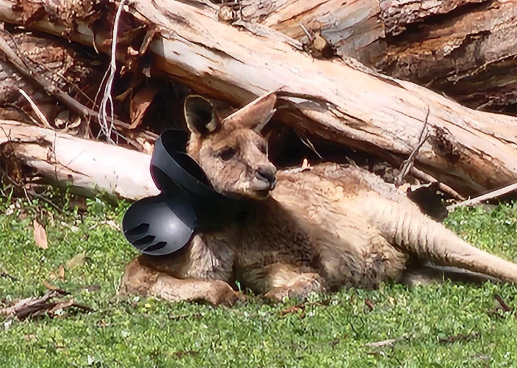 Well this is far from ideal. Source: Wildwood Wildlife Shelter