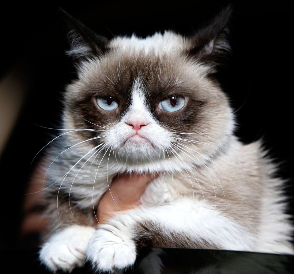 Grumpy Cat