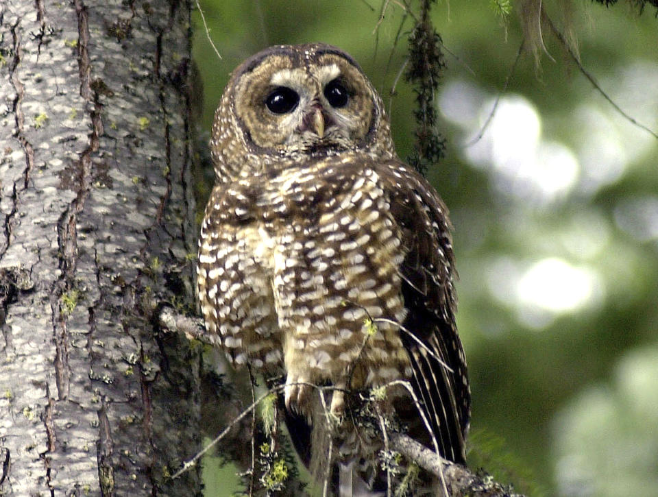 FILE - In this May 8, 2003, file photo, a northern spotted owl sits on a tree branch in the Deschutes National Forest near Camp Sherman, Ore. Environmental groups have filed a lawsuit seeking to preserve protections for 3.4 million acres of northern spotted owl habitat from the US-Canadian border to northern California. The U.S. Fish and Wildlife Service removed protections for the old-growth forest in the last days of the Trump administration. (AP Photo/Don Ryan, File)