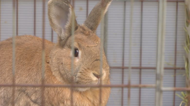 Deadly rabbit virus stokes worry among Metro Vancouver rescue societies