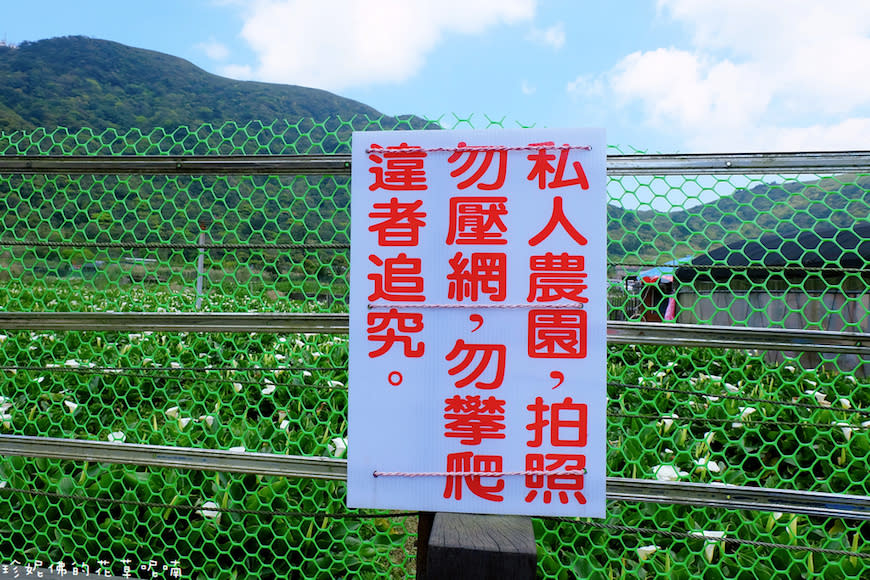 陽明山｜頂湖環狀步道、花谷海芋園