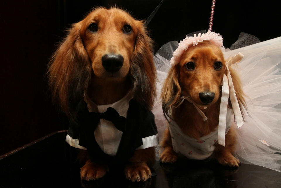 Dachshunds dressed for the occasion, Clifford, left, and his cousin Dee Dee, wait to take part in the most expensive wedding for pets Thursday July 12, 2012 in New York. The black-tie fundraiser, where two dogs were "married", was held to benefit the Humane Society of New York. (AP Photo/Tina Fineberg)