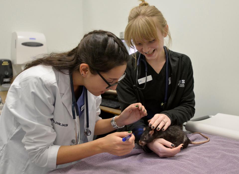 Certified veterinarian technician Katie Rolfe, right, holds Hawk as Dr. Kyra Berg examines the one-year-old rat on Dec. 5 at Cape Cod Veterinary Specialists in Buzzards Bay. Hawk is being treated for skin issues in addition to overgrown teeth that needed to be trimmed.