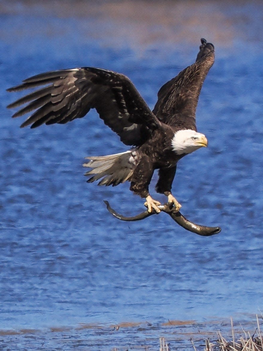 Local photographer John Saleda has been gaining attention in Exeter for his action shots of the eagles that live along the river by Swasey Parkway.