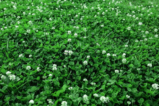<p>The Spruce / K. Dave</p> Trifolium repens, white clover