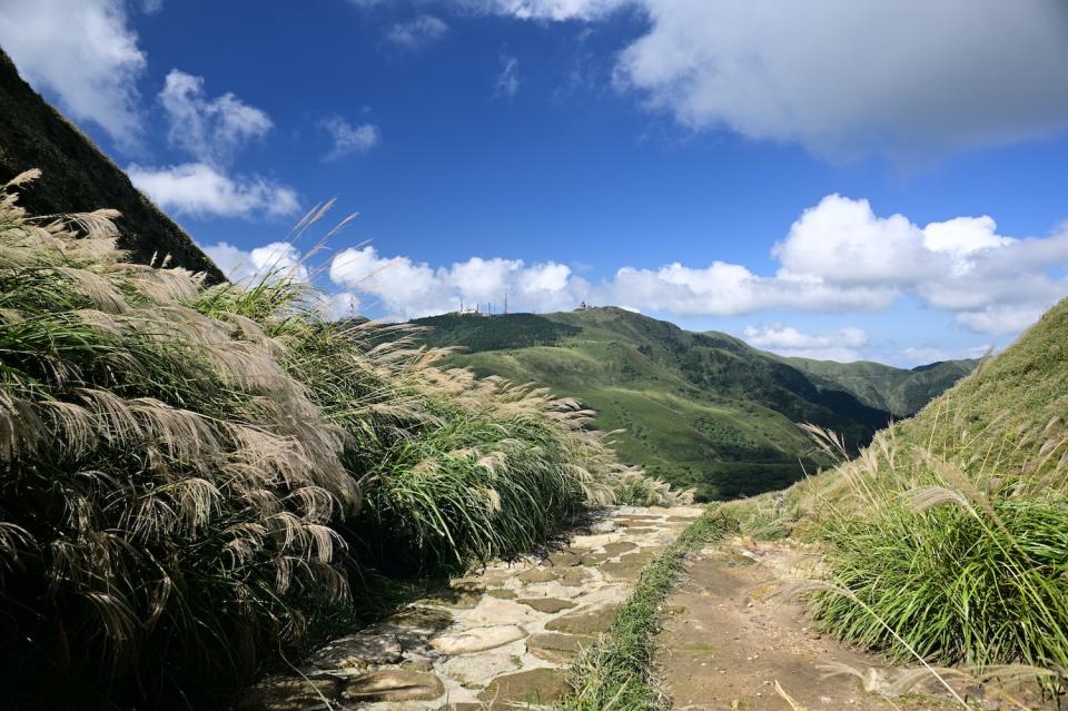 冷水坑步道是陽明山首選的賞芒景點（圖片來源：Getty Creative）