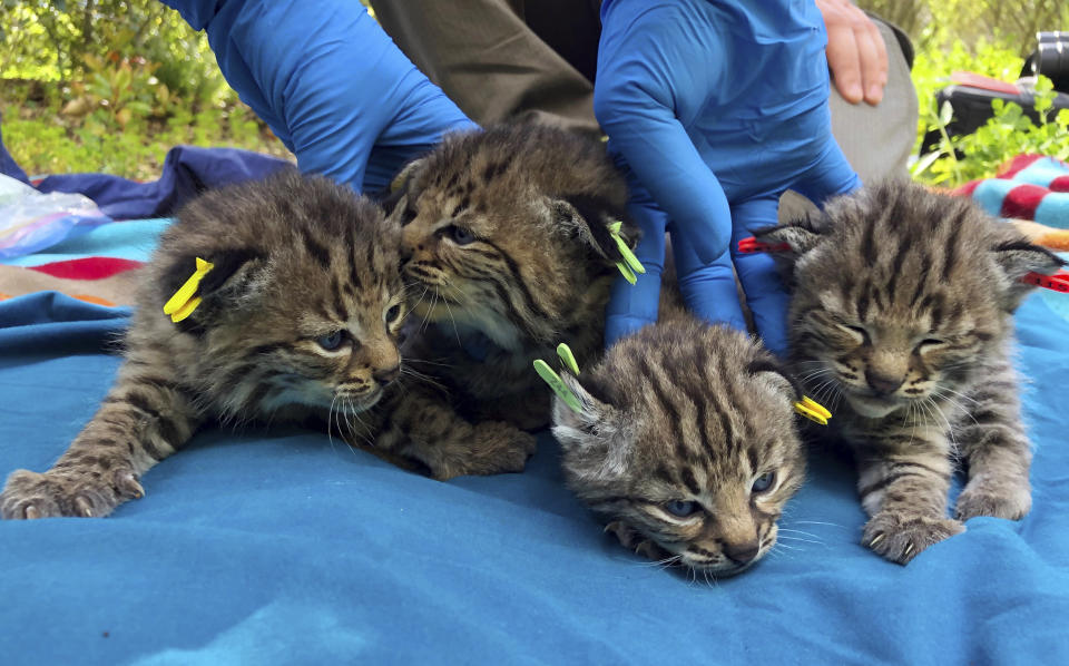 This Aptil 9, 2019 photo provided by the National Park Service shows four kittens born to a young bobcat captured, collared and released a day before a massive, deadly wildfire, in a large residential backyard in Thousand Oaks, Calif. Authorities at the Santa Monica Mountains National Recreation Area said Friday, April 19, 2019 that biologists recently found the bobcat's den in dense vegetation. (Ana Beatriz Cholo/National Park Service via AP)