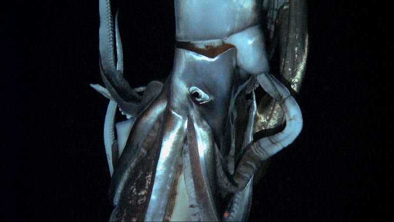 Screen grab from footage captured by NHK and Discovery Channel taken in July 2012 shows a giant squid in the sea near Chichi island. The squid was spotted at a depth of 630 meters using a submersible in July, some 15 km east of Chichi island in the north Pacific Ocean