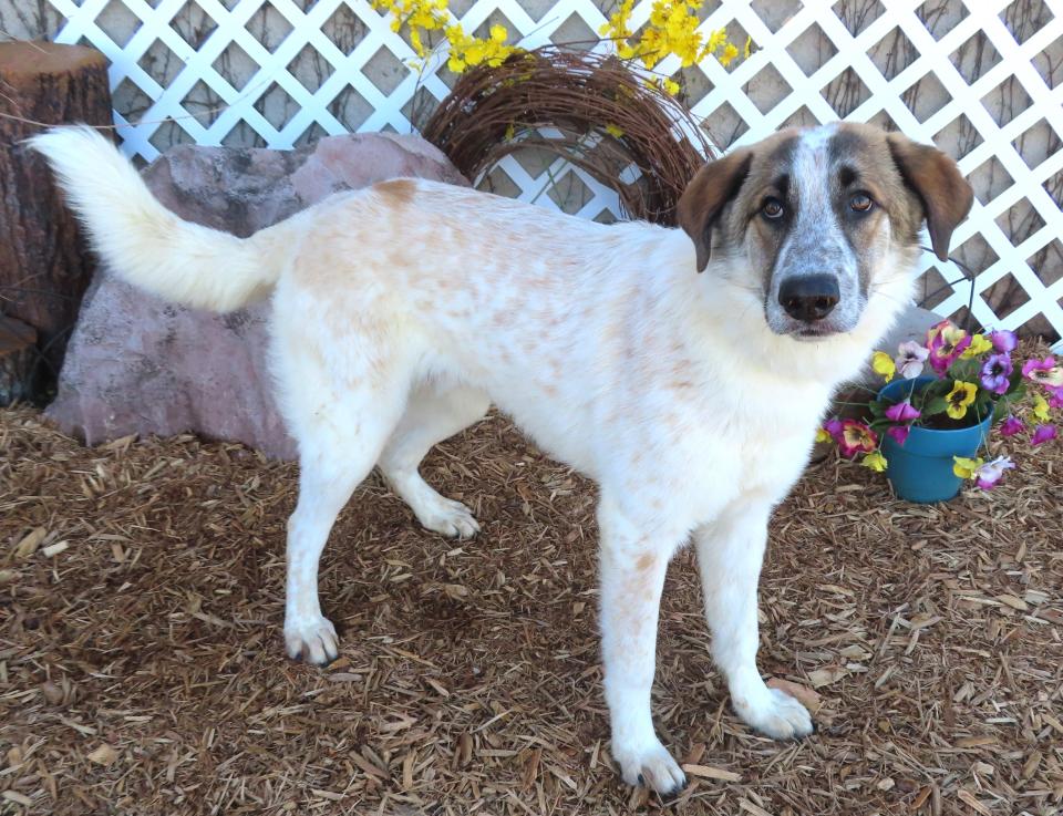 Braeburn, ID #422287, came into the shelter as a stray on Feb. 27. He's a comical dog who will pull things out of your pockets and then look at you like he didn't do it. Braeburn is a 1-year-old, 60-pound Anatolian shepherd mix. He has been adopted twice and returned for being too playful. Little dogs and senior dogs would not appreciate his activity level. He needs a fun family and a big yard. Braeburn knows the sit command, and he has learned not to do jump-ups. Until overcrowding gets under control, adoption fees are waived for all dogs, no matter their size. To meet Braeburn, go to the Oklahoma City Animal Shelter at 2811 SE 29 between noon and 5 p.m. Tuesday through Saturday. Go online to www.okc.gov or www.okc.petfinder.com to see all the cats and dogs available for adoption.