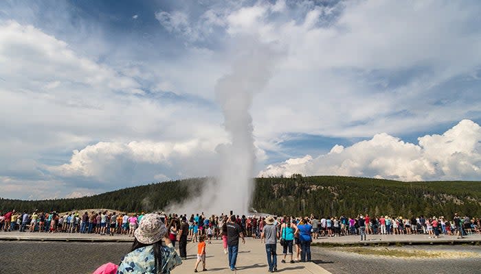 A crowd watches Old Faithful erupt on a summer afternoon.