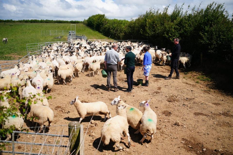 A flock of sheep flee as Rishi Sunak and David Cameron try to feed them (Ben Birchall/PA)