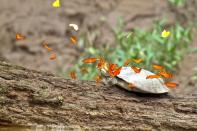 Butterflies in the Amazon have been observed flocking onto the heads of turtles to drink their tears, which provide the animals with a vital source of the mineral sodium.