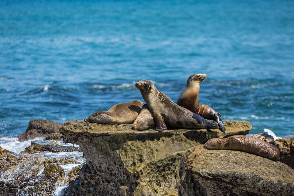 <p>The city is known for its abundance of seals and sea lions, and you can ensure your family sees some by <a href="https://www.sealtours.com/" rel="nofollow noopener" target="_blank" data-ylk="slk:booking a seal tour;elm:context_link;itc:0;sec:content-canvas" class="link ">booking a seal tour</a>, which cruises through the San Diego Bay by boat to visit all of the sun bathers' frequented spots.</p>