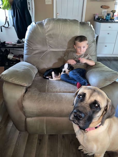 PHOTO: Bentley Boyers, 2, is seen with his puppy Lacey and English Mastiff, Remi. Both Bentley and Lacey were born with a cleft lip. (Ashley Boyers)