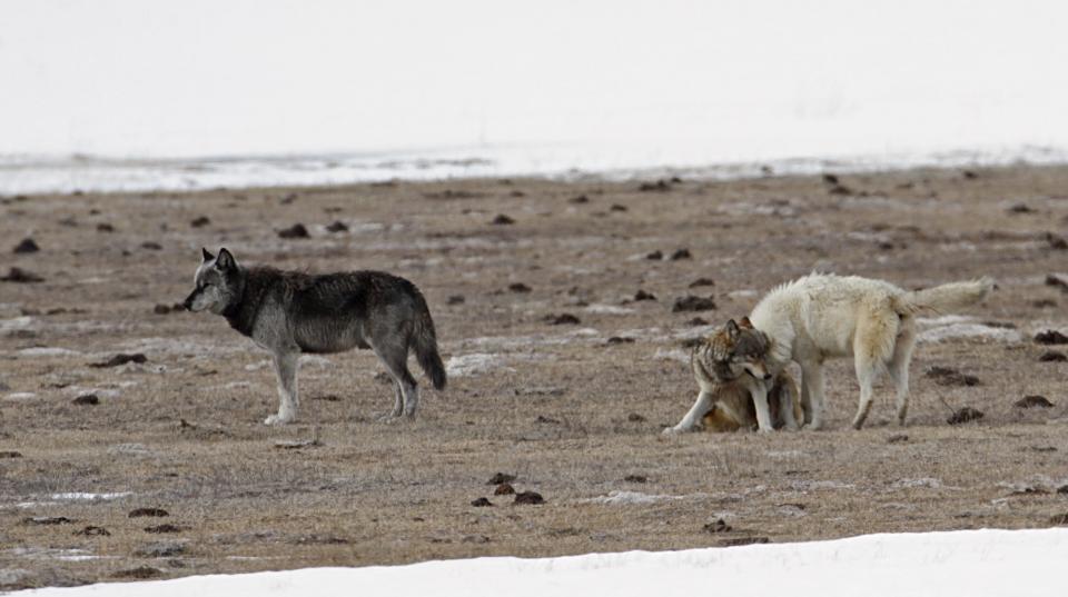 Three wolves on a desolate winter backdrop in Yellowstone National Park. One stands off to the left; two others snuggle on the right.