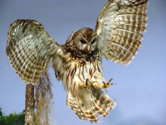 Barred owl
