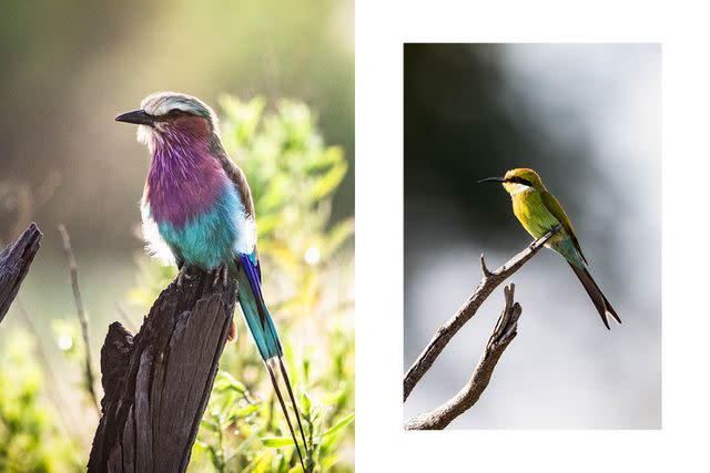 <p>Crookes&Jackson</p> From left: The lilac-breasted roller is named after its impressive courtship flight, which includes a side-to-side rolling motion; swallow-tailed bee-eaters are known for their "chirruping" call, sometimes sung by a pair or small group.