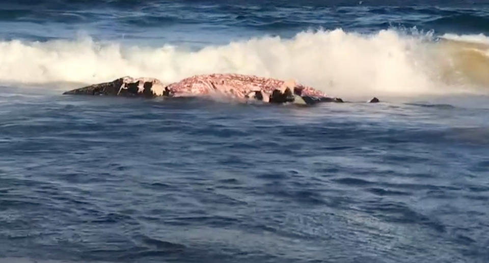 The humpback whale carcass (pictured)