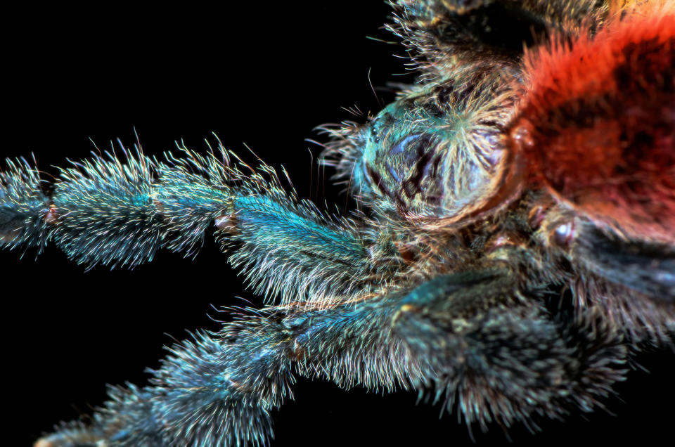 Spider photographer has a fetish for feet … all eight of them