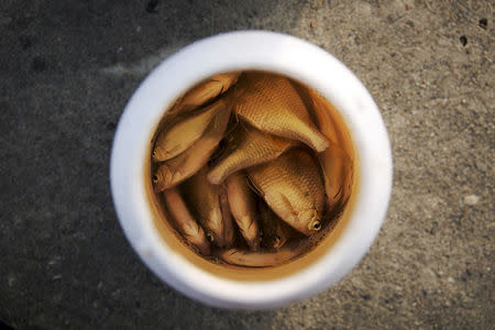 FILE PHOTO: Fisherman's catch is kept in a bucket with water on the banks of Taedong River in Pyongyang, North Korea October 8, 2015. REUTERS/Damir Sagolj/File Photo