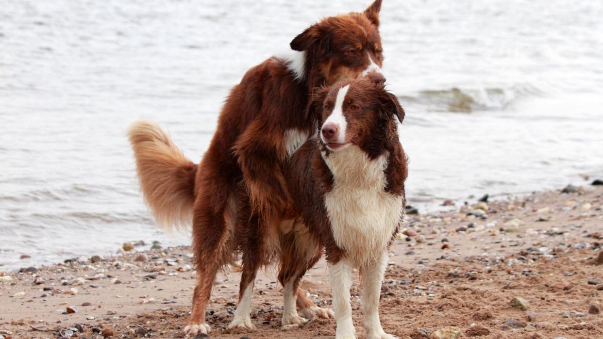  Two dogs mating on the beach. 
