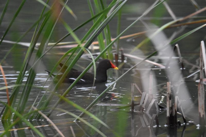 台東森林公園鷺鷥湖清淤生態檢核值借鏡