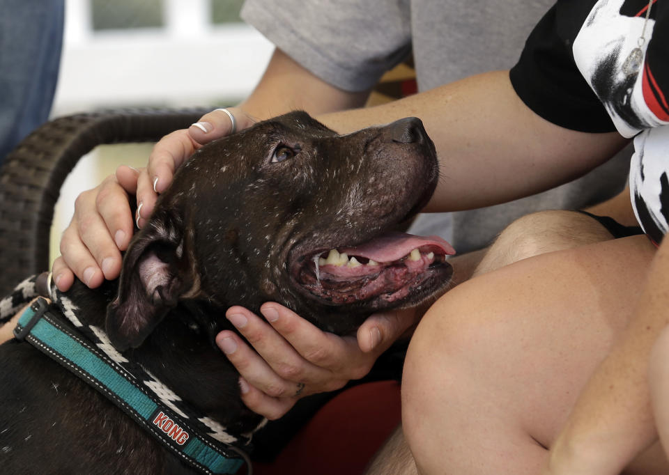 In this Oct. 10, 2013, photo, prospective adopters pet a pit bull as Tia Maria Torres, star of Animal Planet’s “Pit Bulls and Parolees,” films an episode of the show's fifth season in New Orleans. Torres, who runs the nation’s largest pit bull rescue center and has long paired abused and abandoned dogs with the parolees who care for them, has moved her long-running reality TV series from southern California to New Orleans, where hurricanes and overbreeding have left many pit bulls abandoned or abused. (AP Photo/Gerald Herbert)