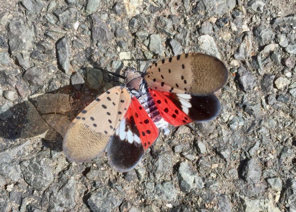 An adult spotted lanternfly with its wings open.