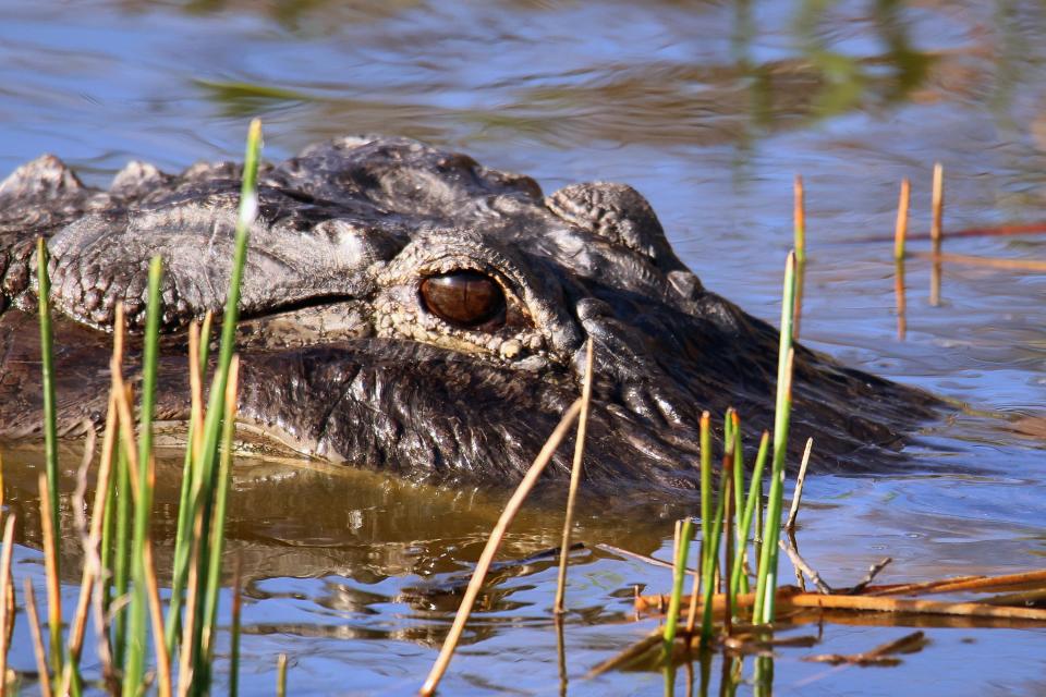 alligator