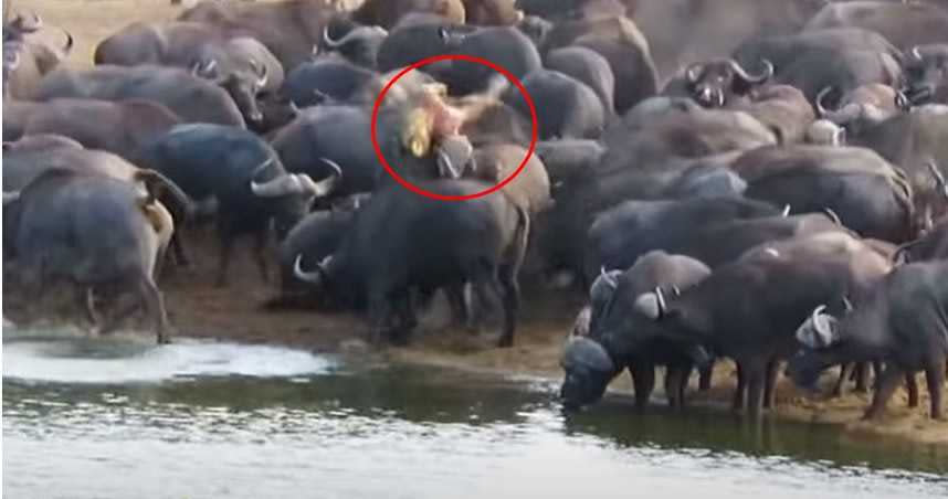 母獅遭水牛群攻慘被拋飛。（圖／翻攝自Kruger Sightings YouTube）