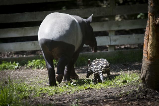 Adorable baby tapir takes its first steps at Edinburgh Zoo