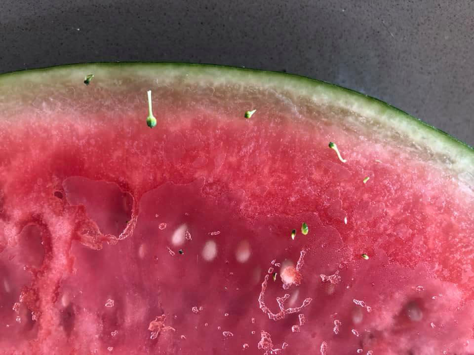 A decaying watermelon from Woolworths pick up is pictured.