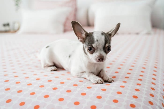 Chihuahua on the bed