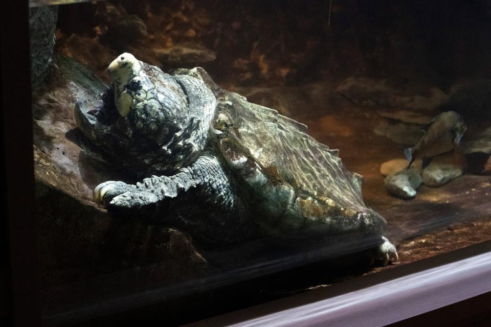 A 45-year-old alligator snapping turtle rests in its enclosure at the Nashville Zoo Tuesday, Feb. 14, 2023 in Nashville, Tenn.