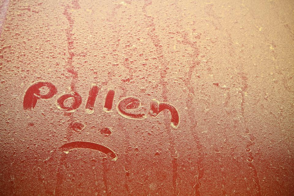 The pollen count this allergy season is high as demonstrated on this pollen-covered car.
