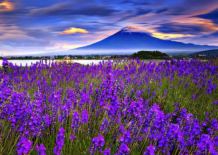 薰衣草與富士山（河口湖•大石公園）