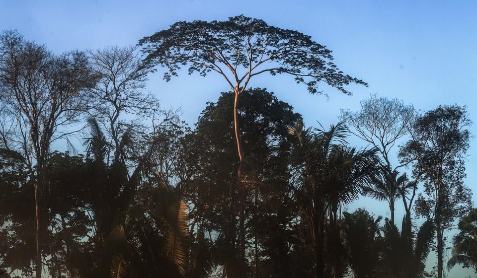 A single tree providing rain forest canopy towers over a somewhat denuded assortment of palm trees and banana palms.