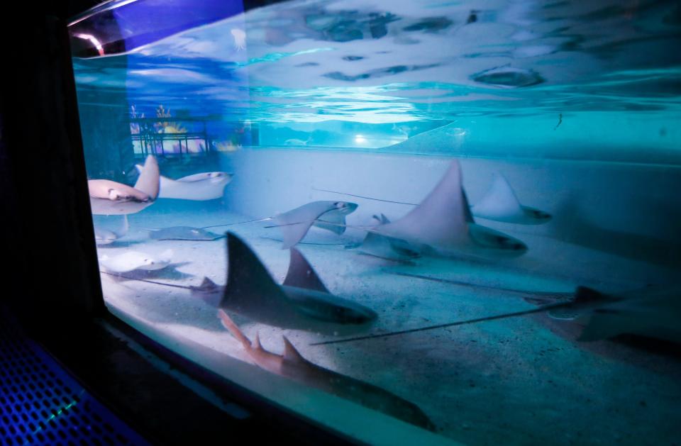Stingrays at Wonders of Wildlife National Museum & Aquarium on Wednesday, Sept. 7, 2022. Marking its fifth year since opening in September 2017, WoW is now accredited with the Association of Zoos & Aquariums.