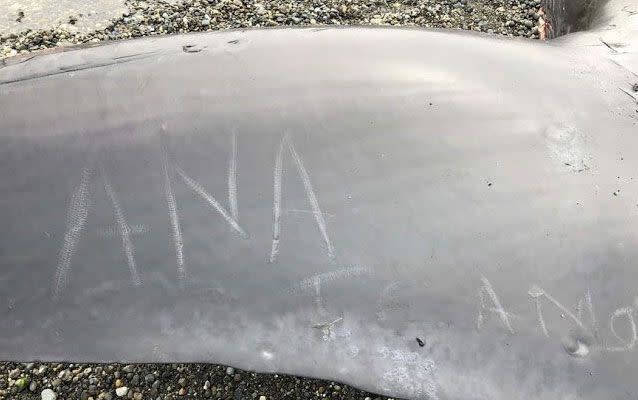 The whale's skin has been engraved by beachgoers. Source: Twitter/ Rodrigo Saavedra