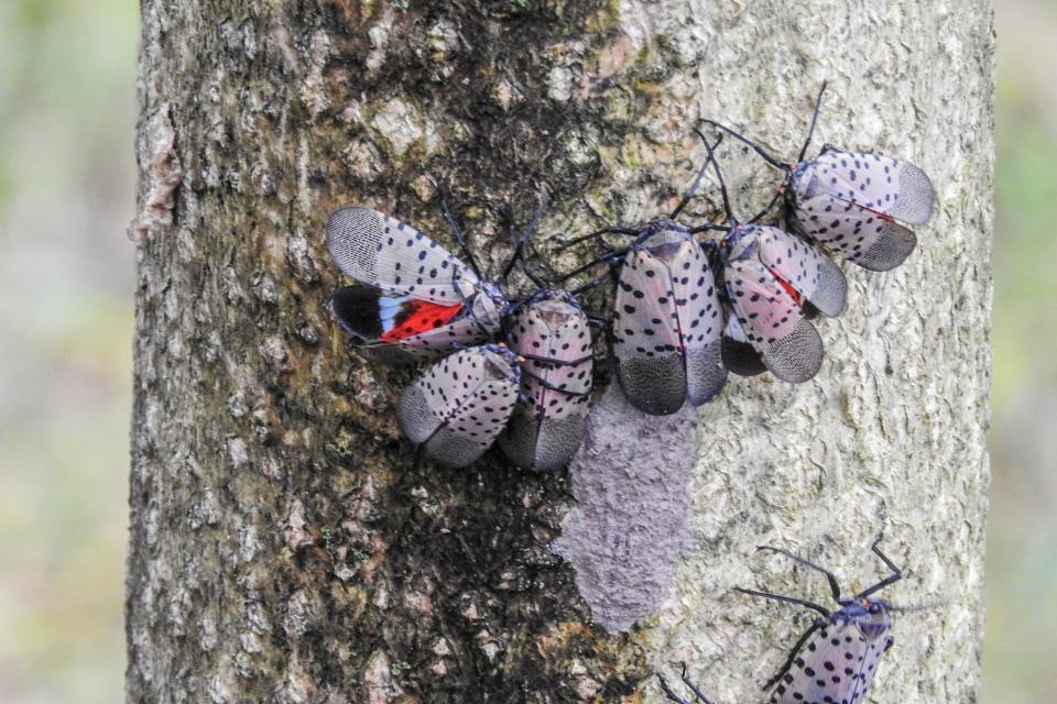 The spotted lanternfly was first identified in the U.S. in 2014 in southeastern Pennsylvania and has since spread rapidly across the Eastern states. Prior to its arrival in Michigan, there were confirmed detections in 12 states: Connecticut, Delaware, Indiana, Maryland, Massachusetts, New Jersey, New York, North Carolina, Ohio, Pennsylvania, Virginia, and West Virginia.