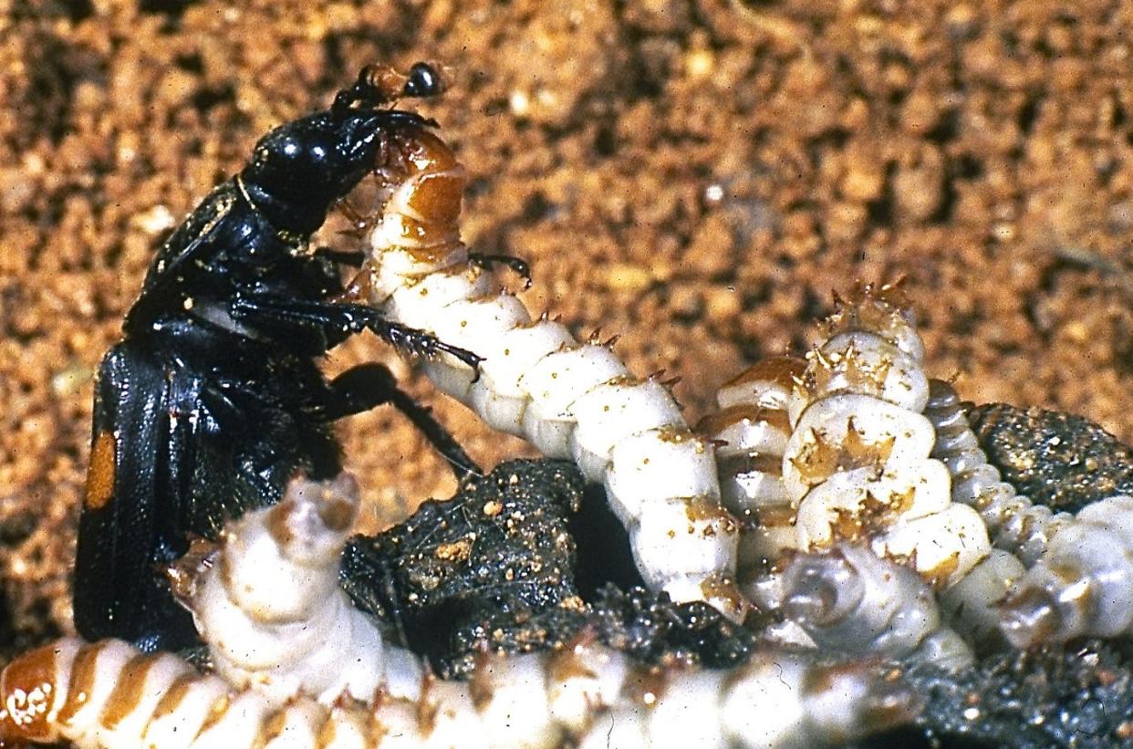 <span class="caption">Parent beetle regurgitating liquefied carrion to its young.</span> <span class="attribution"><span class="source">Stephen Trumbo</span>, <a class="link " href="http://creativecommons.org/licenses/by-sa/4.0/" rel="nofollow noopener" target="_blank" data-ylk="slk:CC BY-SA;elm:context_link;itc:0;sec:content-canvas">CC BY-SA</a></span>