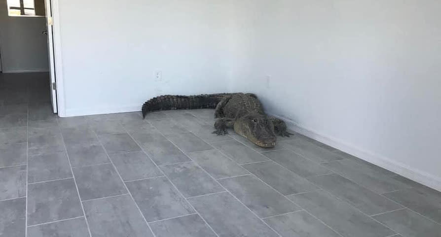 The alligator in the corner of the home's master bedroom. 