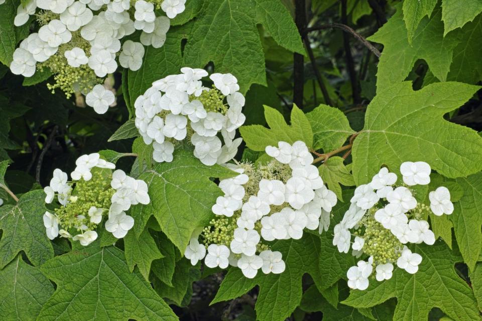 Oakleaf Hydrangea