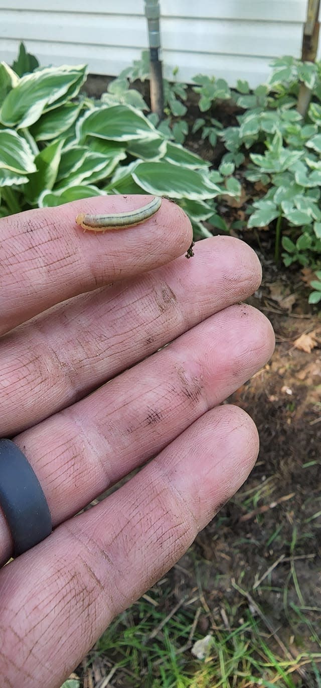 Armyworm from the yard of Eric Larson's friend.