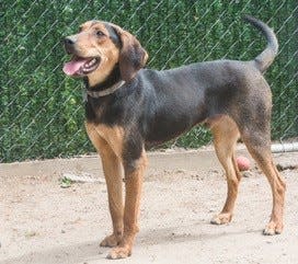 Freddy is a male hound and shepherd mix. He is up for adoption through Save the Animals Rescue Team ll in Englewood.