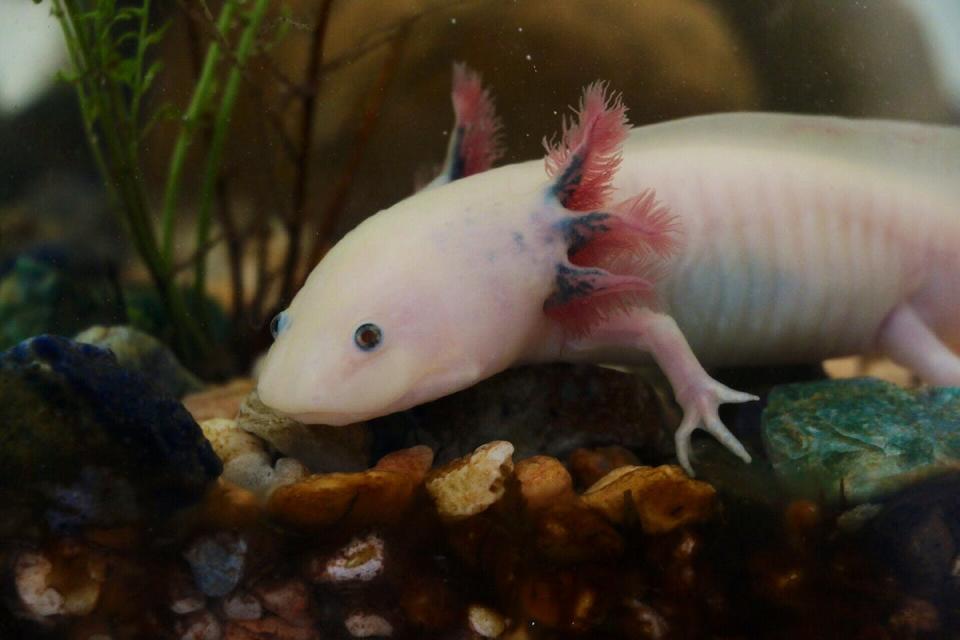Cracking the mystery of axolotl regeneration could lead to improvements in medical treatments for severe injuries. <a href="https://commons.wikimedia.org/wiki/File:Axolotl_ambystoma_mexicanum_anfibio_ASAG.jpg" rel="nofollow noopener" target="_blank" data-ylk="slk:Amandasofiarana/Wikimedia Commons;elm:context_link;itc:0;sec:content-canvas" class="link ">Amandasofiarana/Wikimedia Commons</a>, <a href="http://creativecommons.org/licenses/by-sa/4.0/" rel="nofollow noopener" target="_blank" data-ylk="slk:CC BY-SA;elm:context_link;itc:0;sec:content-canvas" class="link ">CC BY-SA</a>
