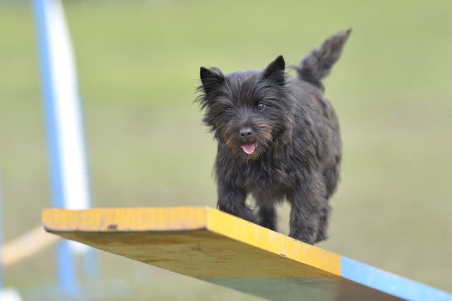 <p>s5iztok / Getty Images</p> Cairns are intelligent and active and can do well in competive dog sports, like agility